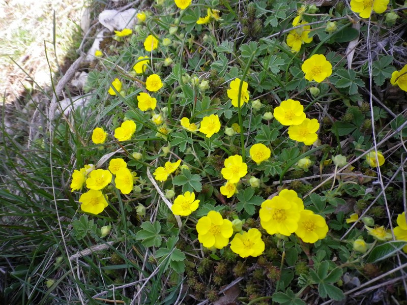 giallo e piccolino - Potentilla sp.